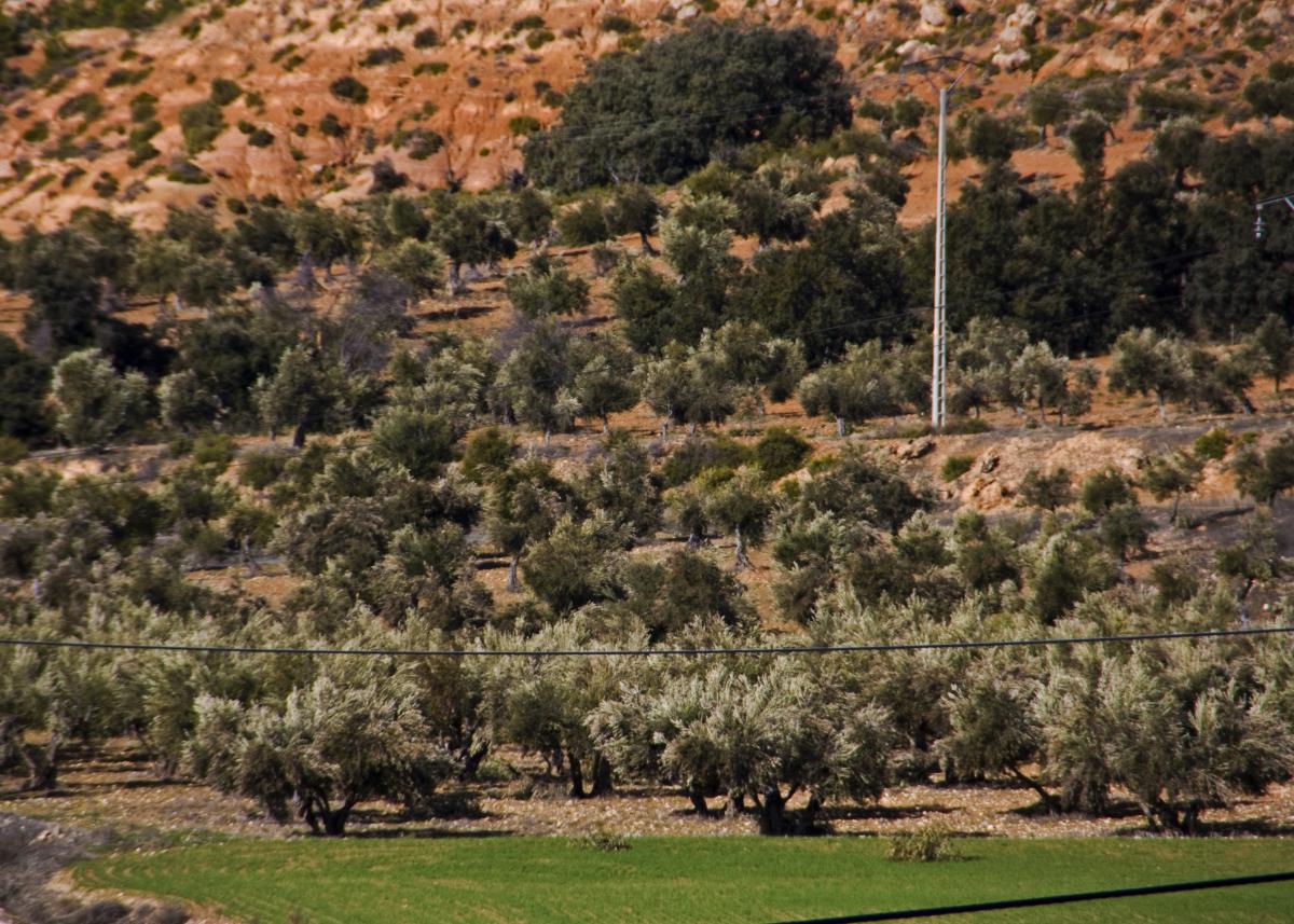 ARRANCACEPAS Alcarria Conquense