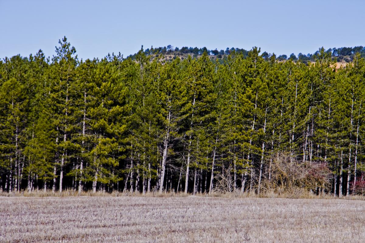 BASCUÑANA DE SAN PEDRO Alcarria Conquense