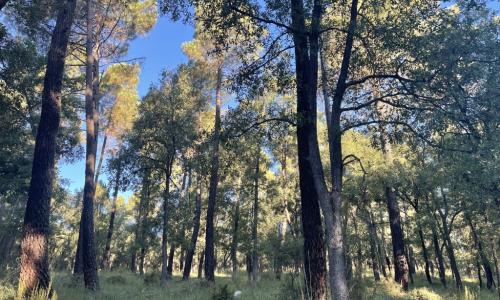 Dehesa Boyal de Alcantud